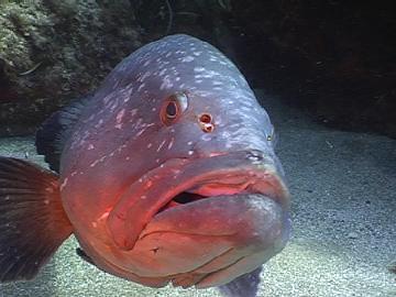 Archivo:Epinephelus marginatus.jpg