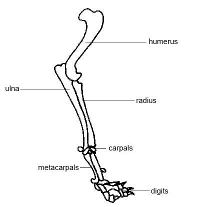 Skeletal Arm Diagram
