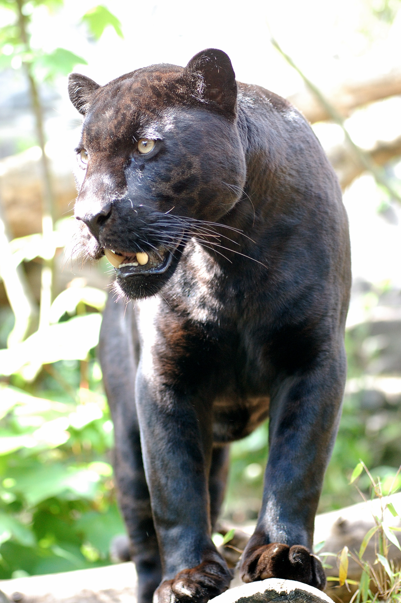 http://upload.wikimedia.org/wikipedia/commons/5/55/Jaguar-schwarzer-panther-zoologie.de-nk0005.JPG