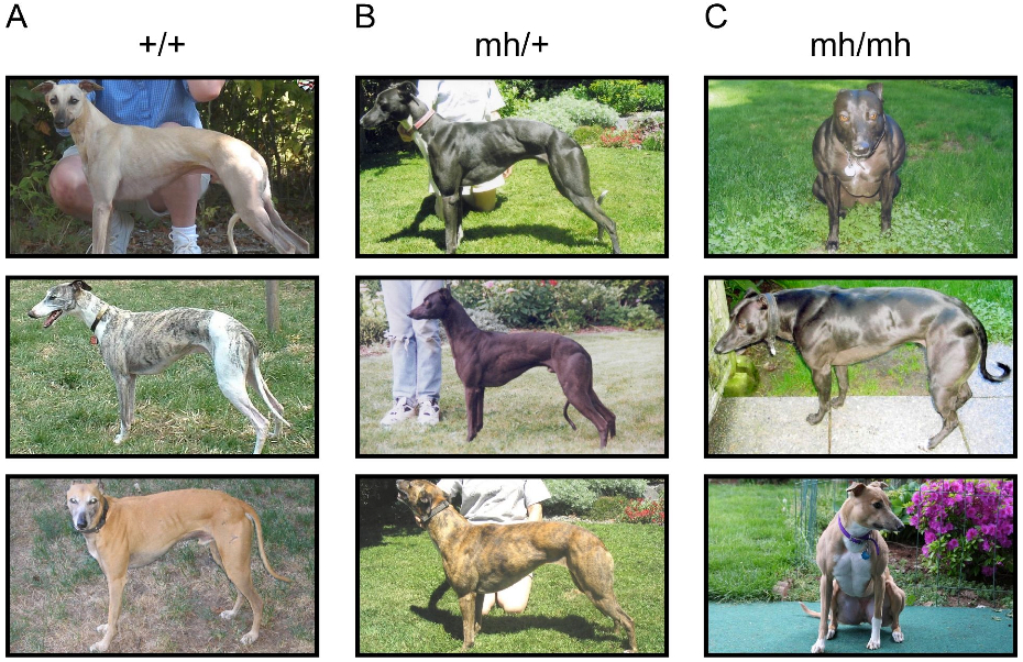 Dog Myostatin