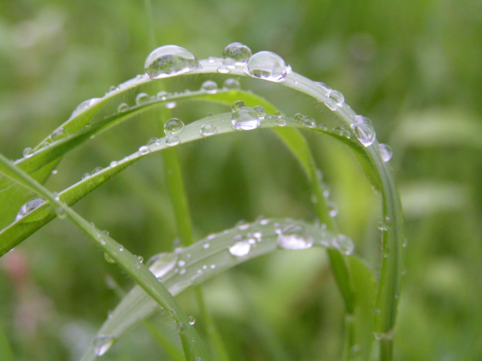 rain on grass