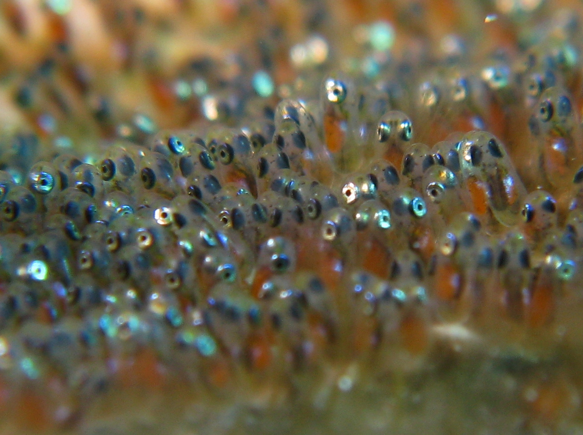 Description Anemone Fish Eggs.jpg
