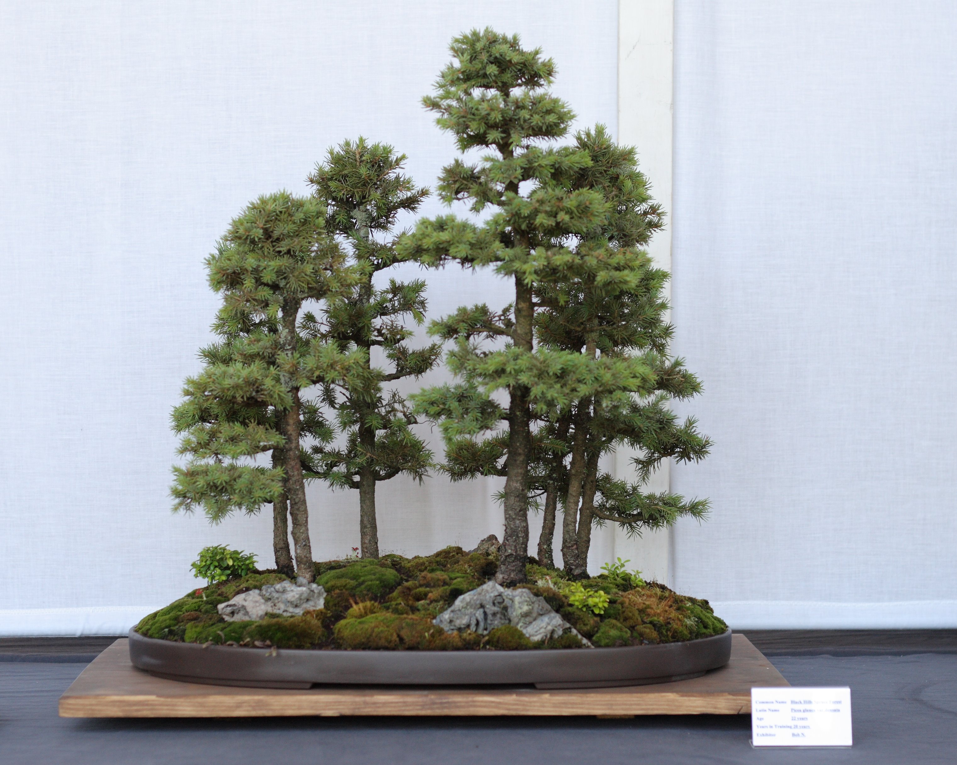 Bonsai Forest