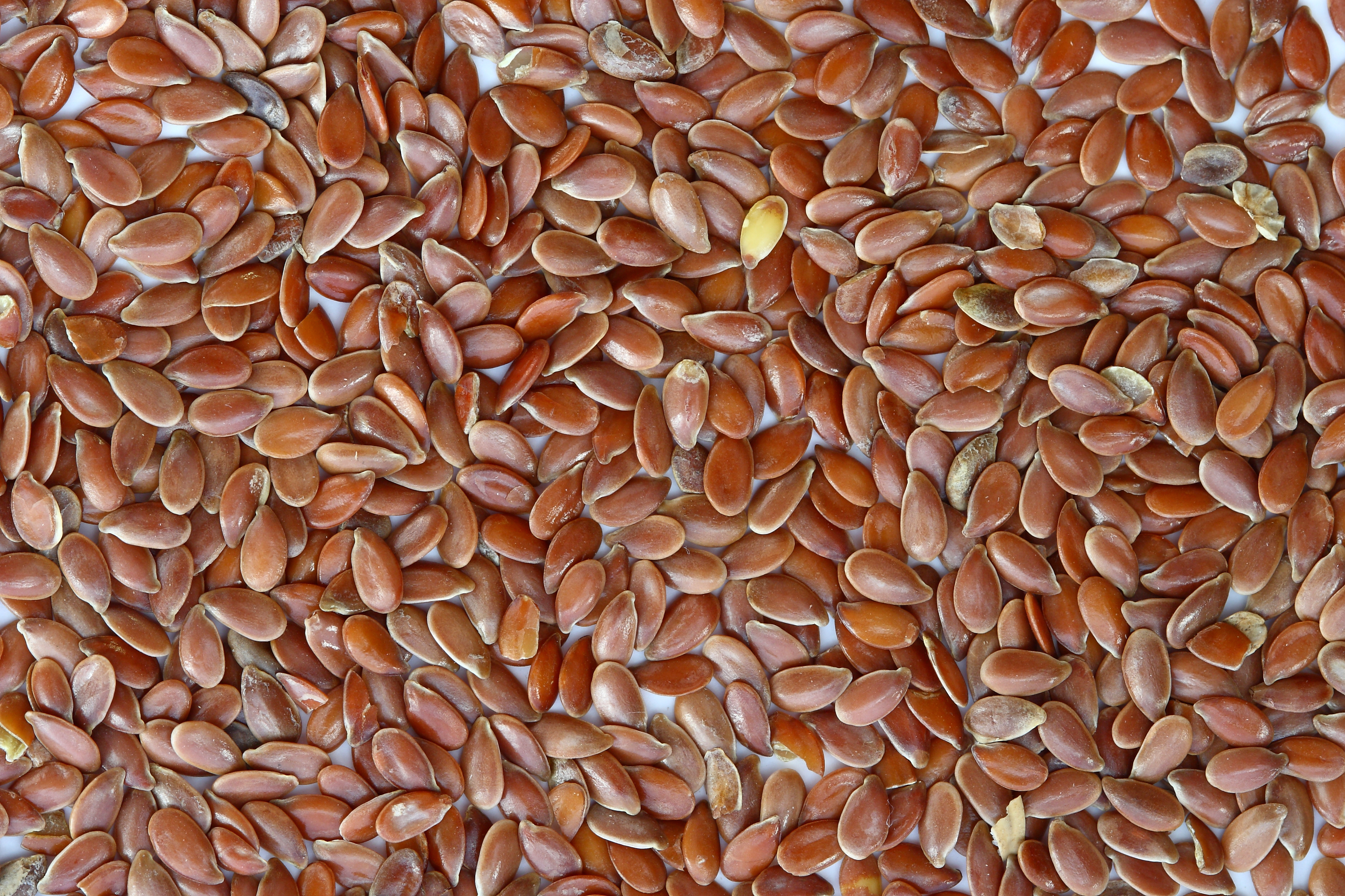 File:Brown Flax Seeds.jpg - Wikipedia, the free encyclopedia