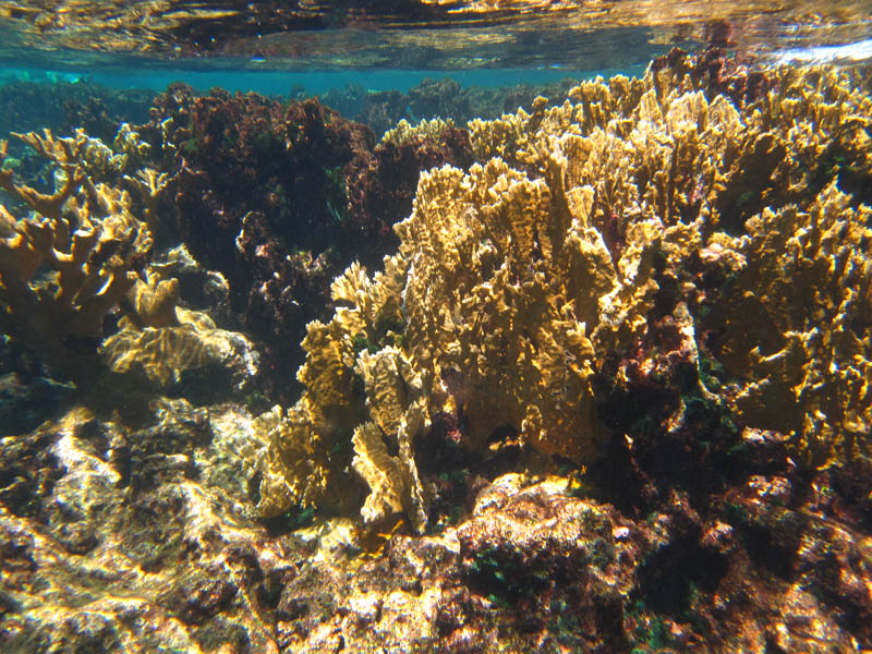 File:BuckIsland StCroix fire coral.jpg