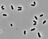 Corynebacterium pseudotuberculosis