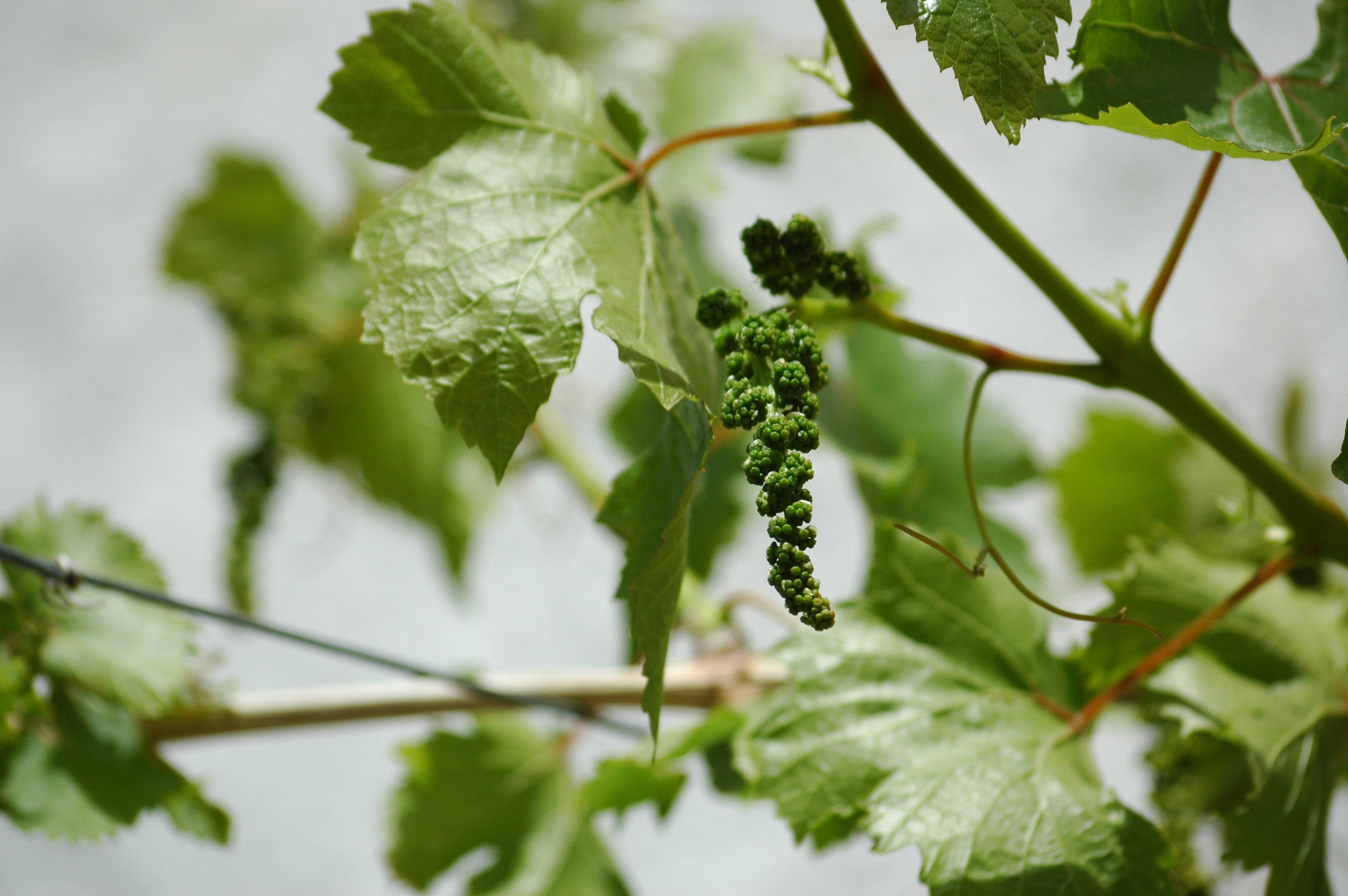 grape vine looks