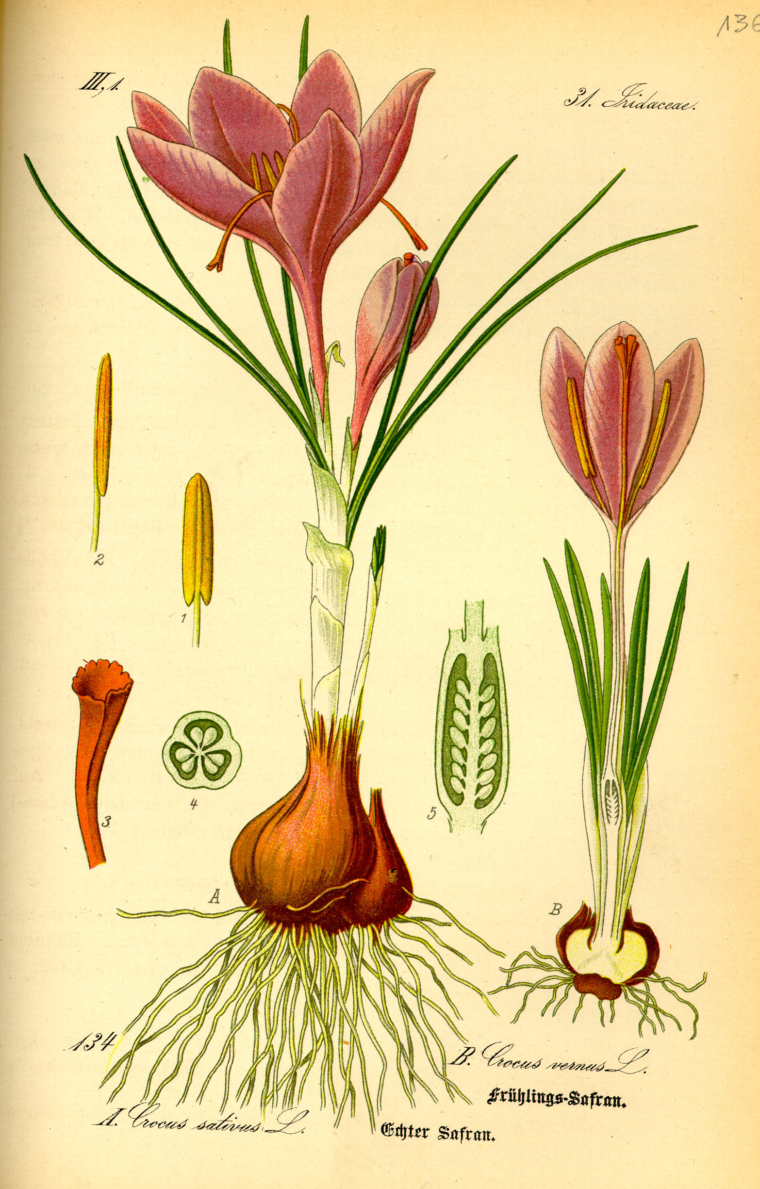 Crocus sativus