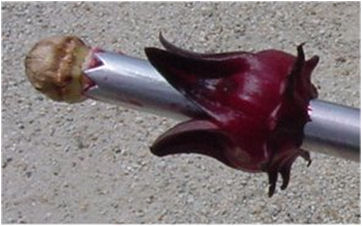 Pemisahan biji dari bunga rosella dengan menggunakan alat sederhana.