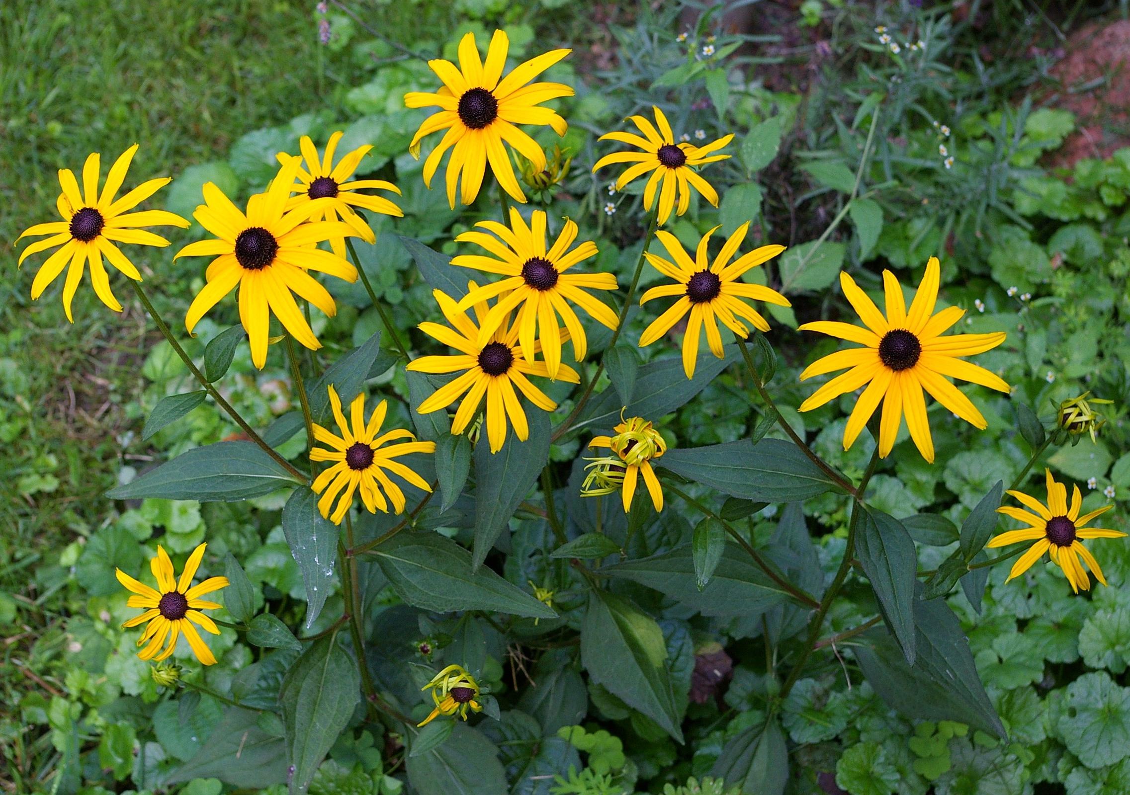 Rudbeckia fulgida var. sullivantii 'Goldsturm'