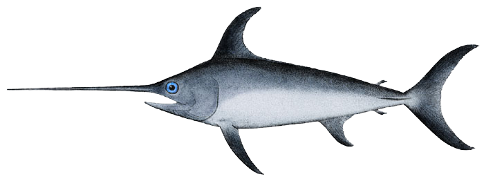 Swordfish - Xiphias gladius