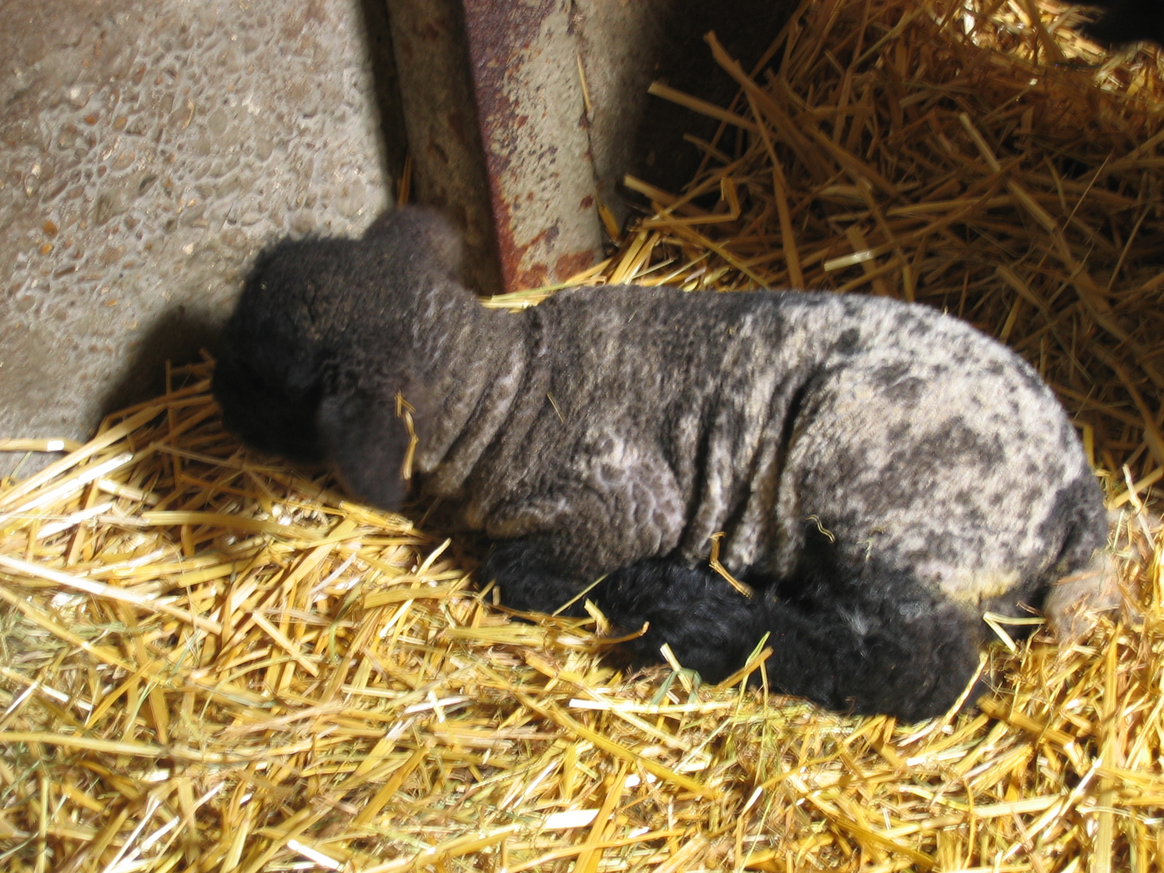 Black Baby Lamb