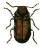 Ochina ptinoides