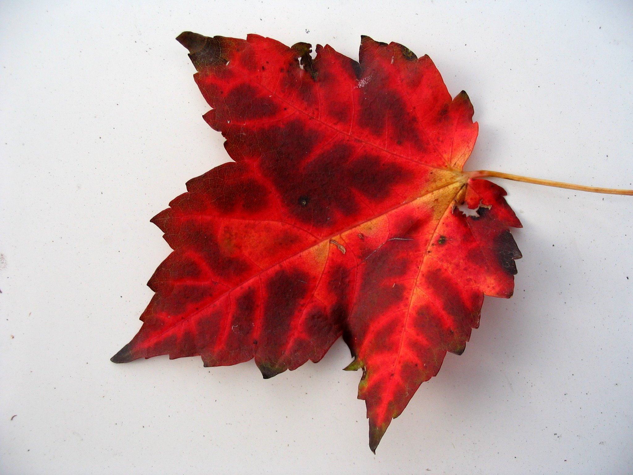 Archivo:Red maple leaf with veining.jpg - Wikipedia, la enciclopedia libre