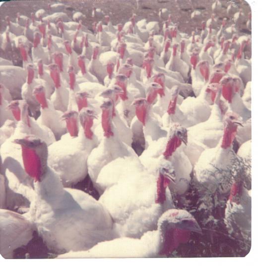 Turkey farm in southwestern Missouri (1973)