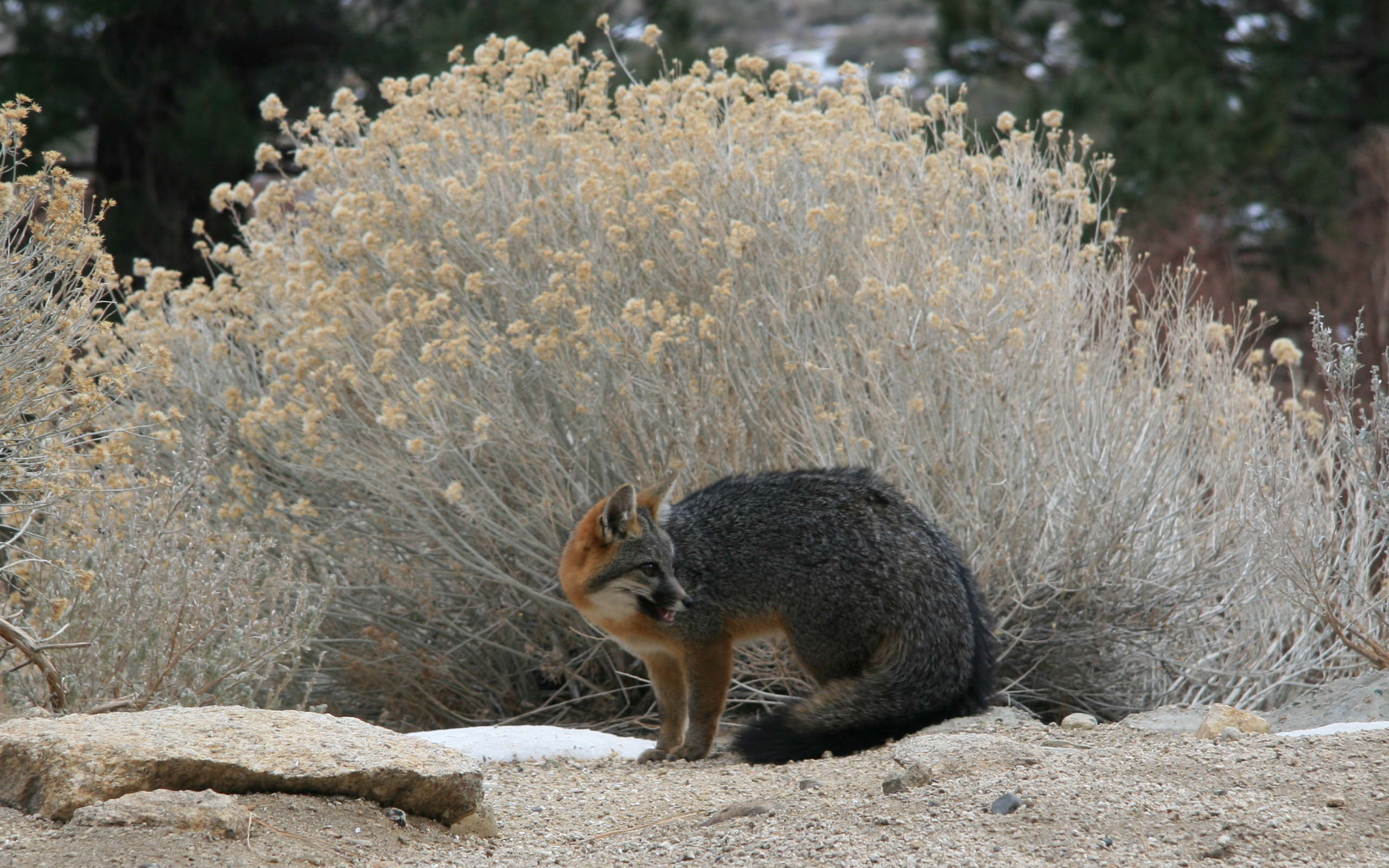 http://upload.wikimedia.org/wikipedia/commons/5/57/Urocyon_cinereoargenteus_grayFox_cameo.jpg