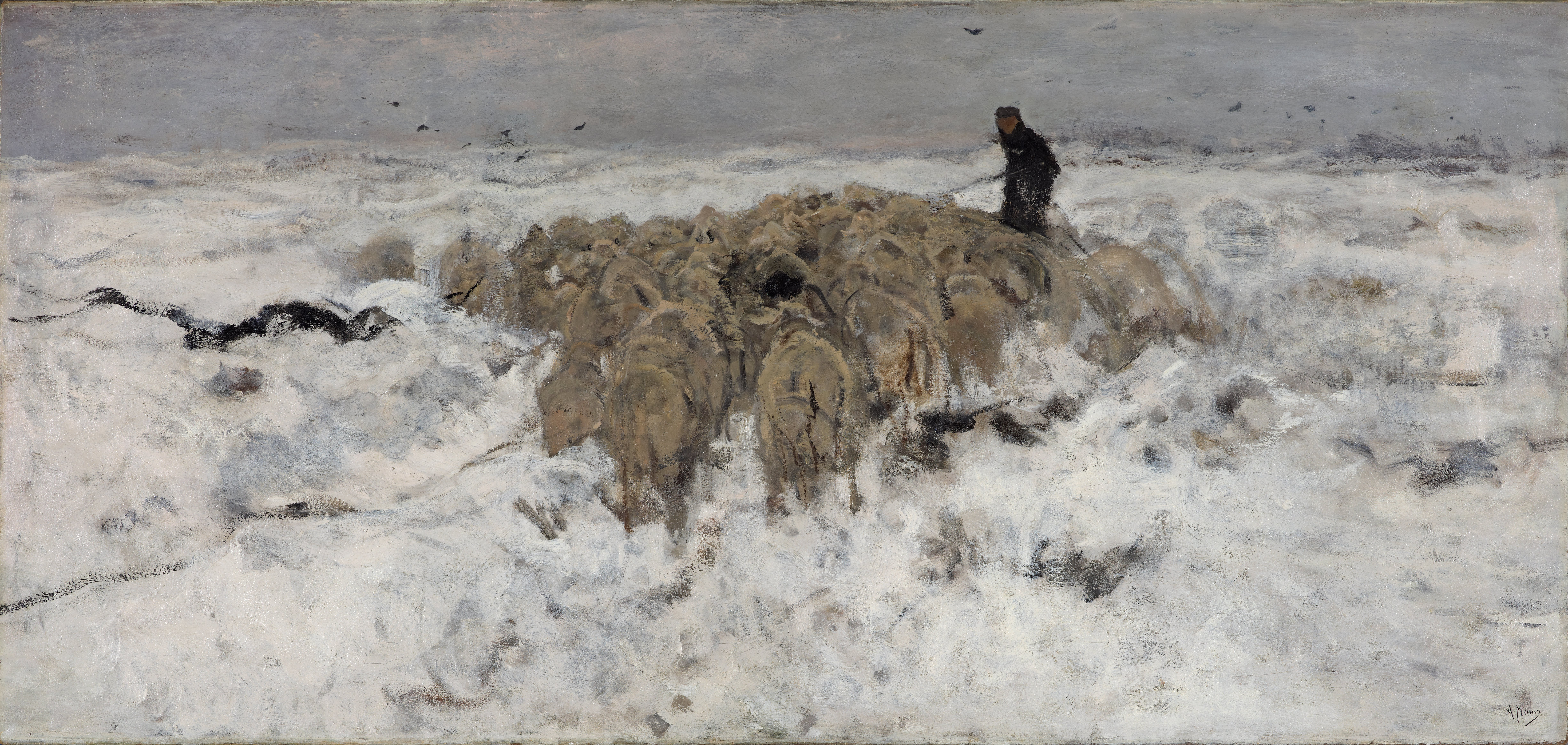 Sheep In Snow