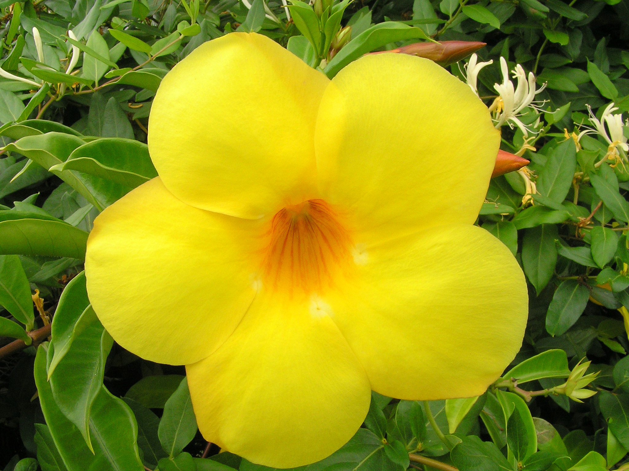 Beskrivning Bright yellow flower.jpg
