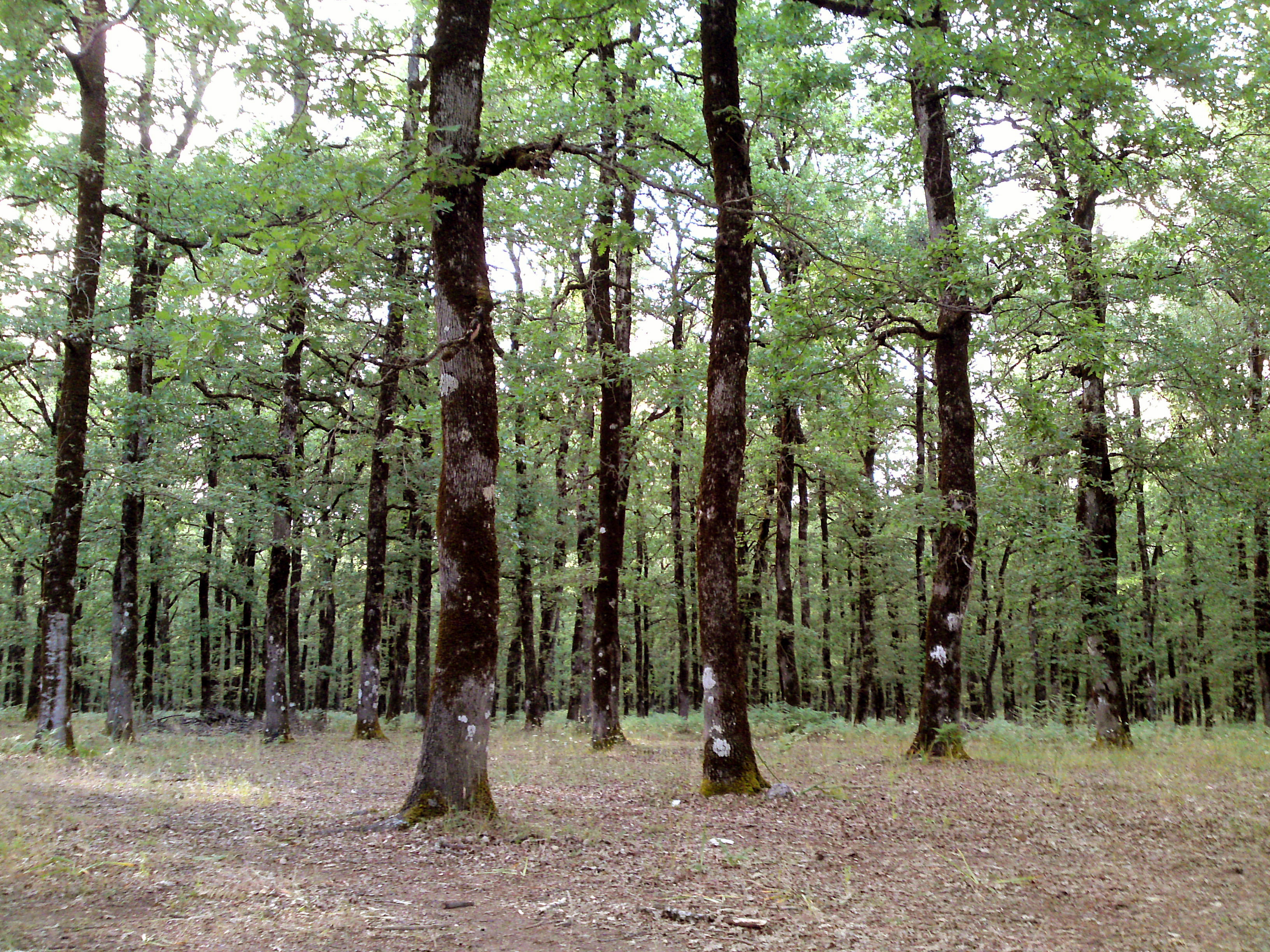 foloi oak forest