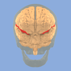 تدوير صورة الدماغ البشري يوضح الثلم الجانبي