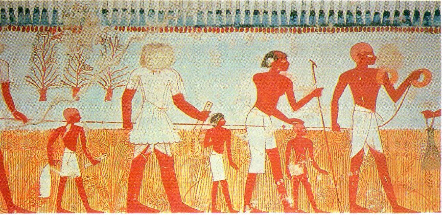 Measuring and recording the harvest is shown in a wall painting in the Tomb of Menna, at Thebes (18th dynasty).