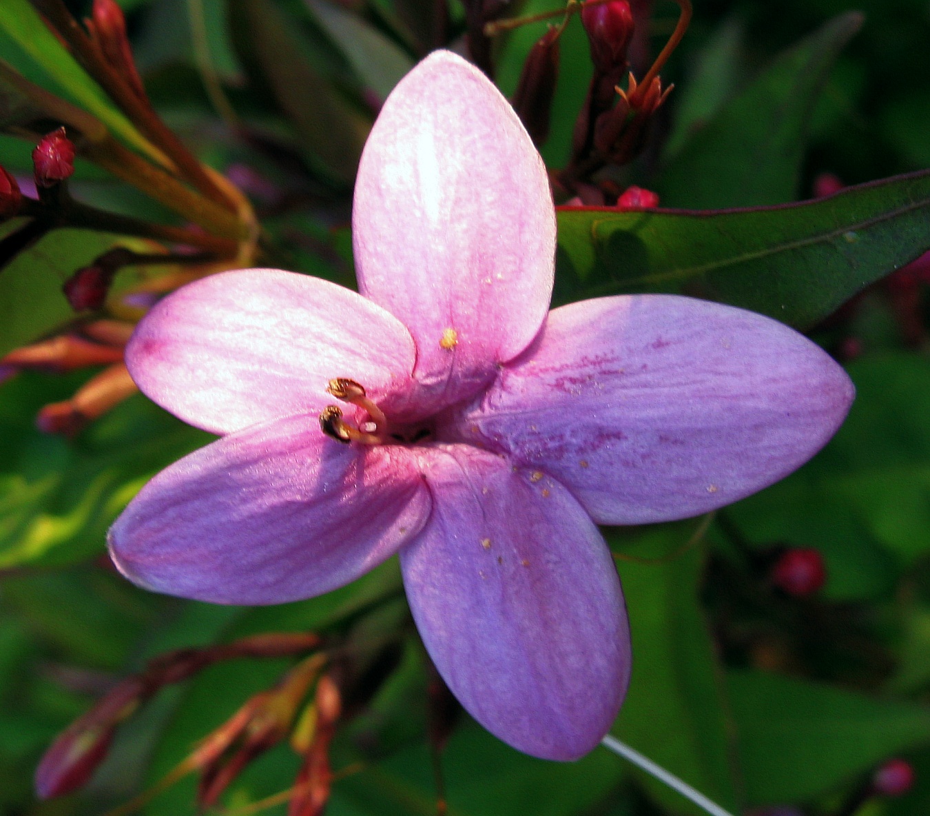 Pseuderanthemum laxiflorum image