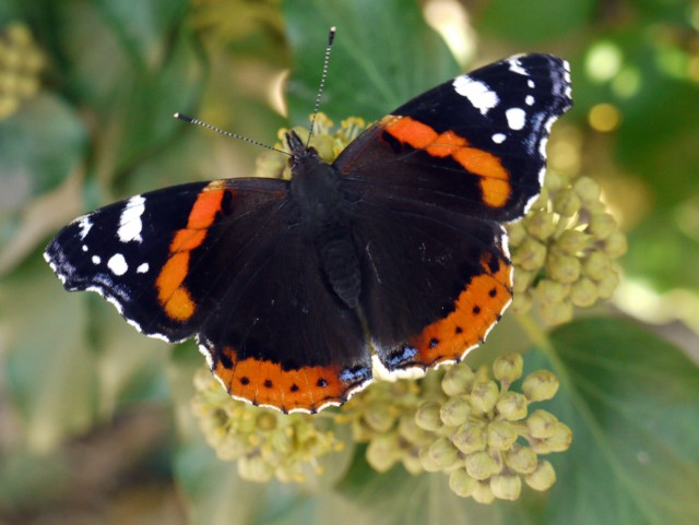 Red Admiral (Vanessa atalanta) on ivy - geograph.org.uk - 1519665