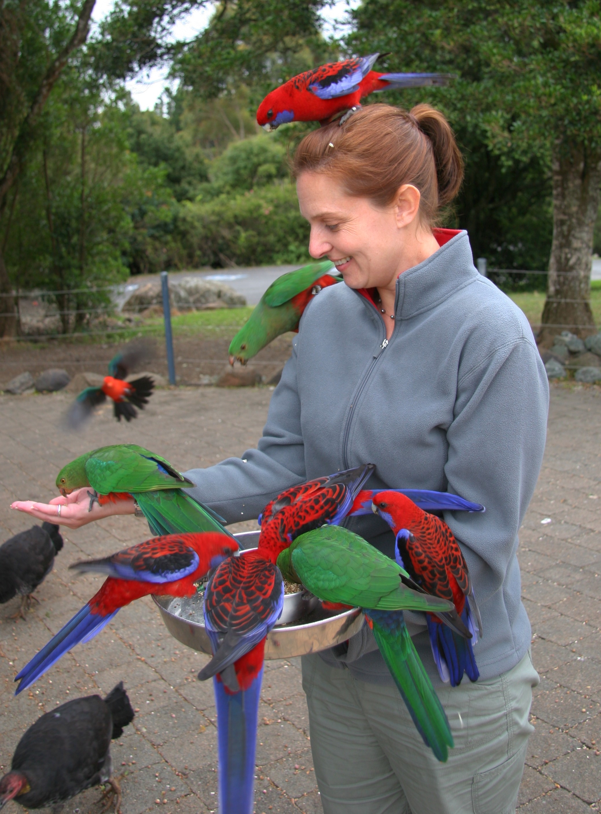 Australian Parrots