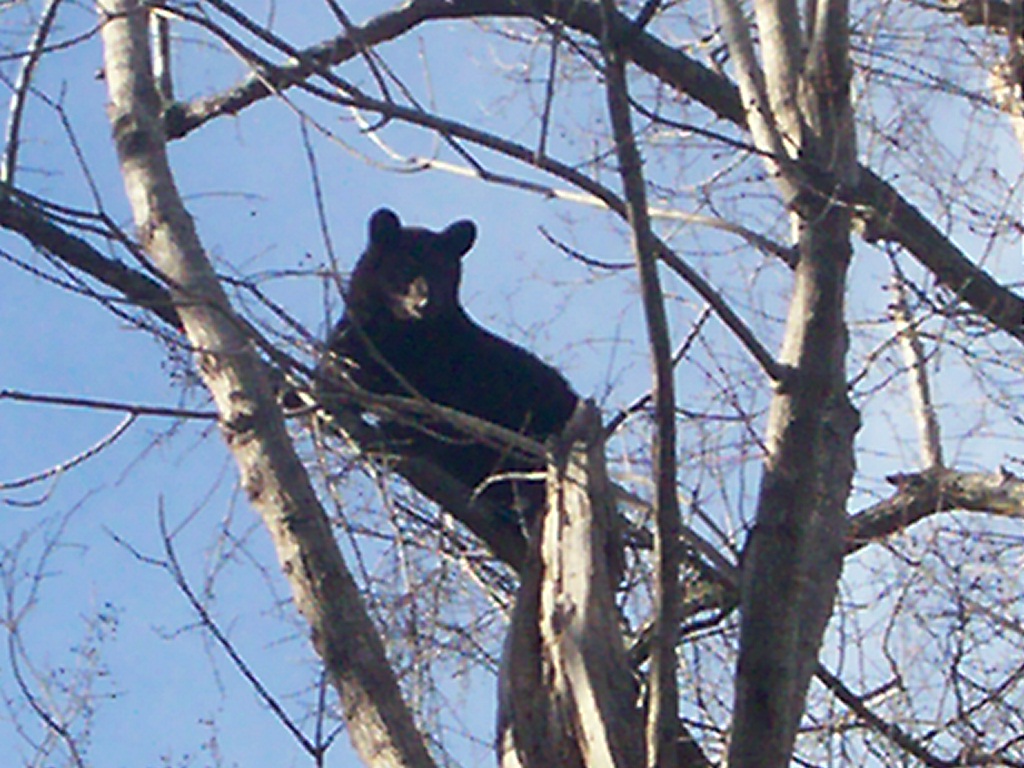 Tree Bear