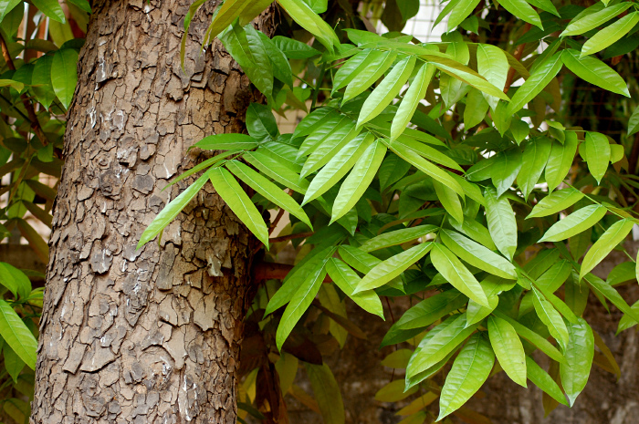 arbol caoba, mahogany significa caoba – Foto de Mahogany Springs, Bwindi  Impenetrable National Park - Tripadvisor