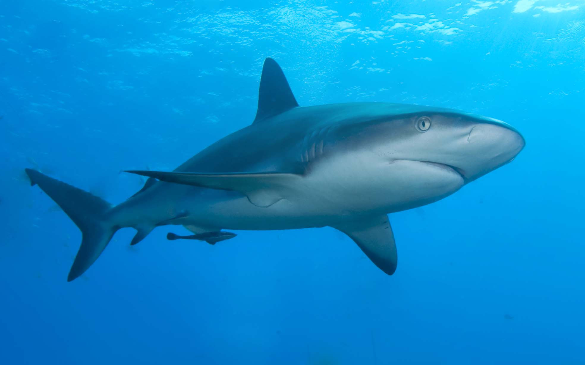 FileCaribbean reef shark.jpg Wikipedia