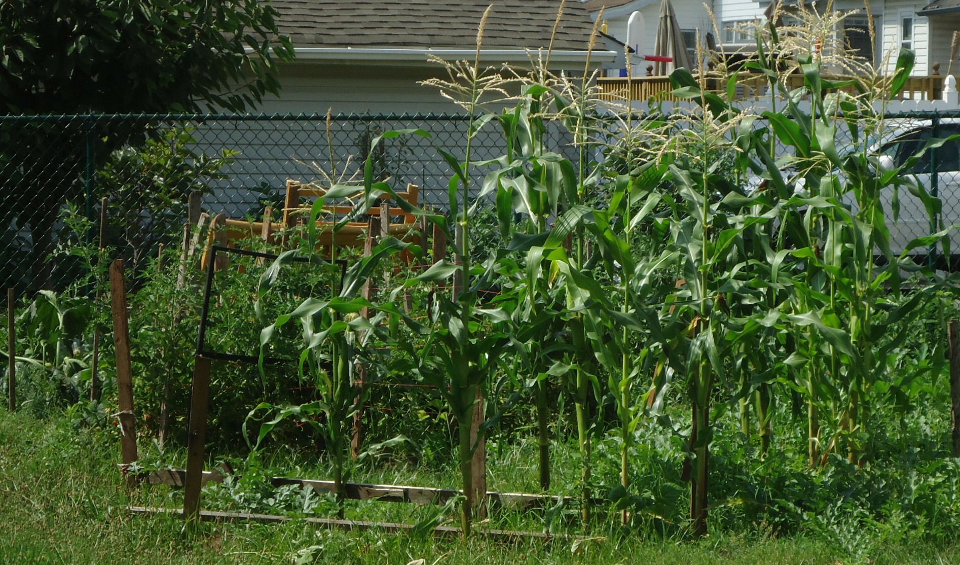 Description Corn growing in a backyard garden in New Jersey.jpg