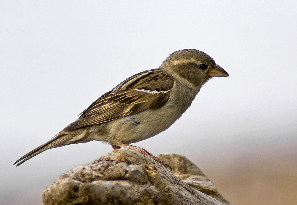 female house sparrow