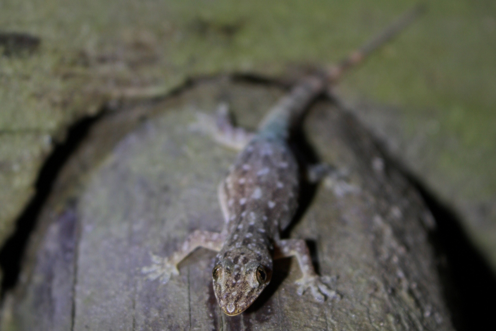 Hemidactylus garnotii image