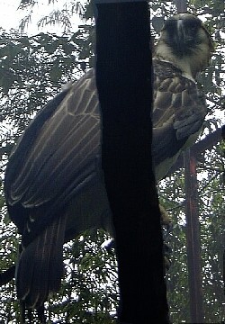 A Philippine Eagle found in the city's wild sa...