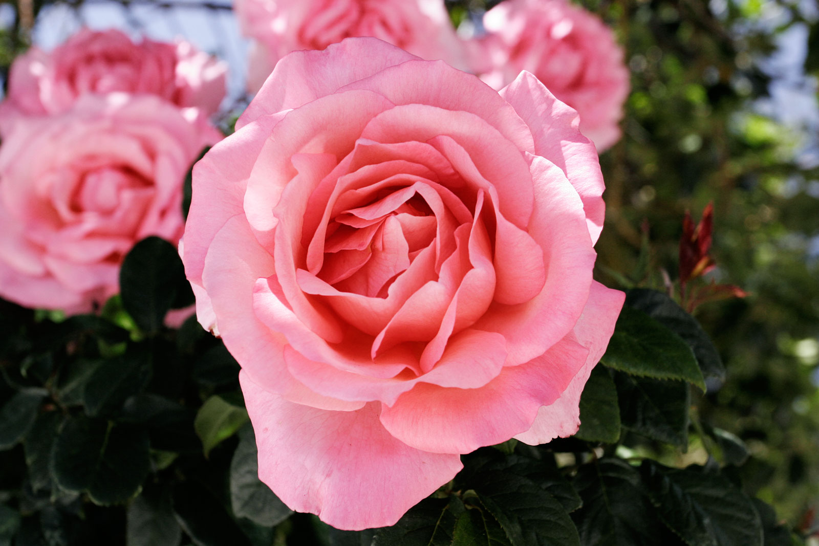 A Pink Rose