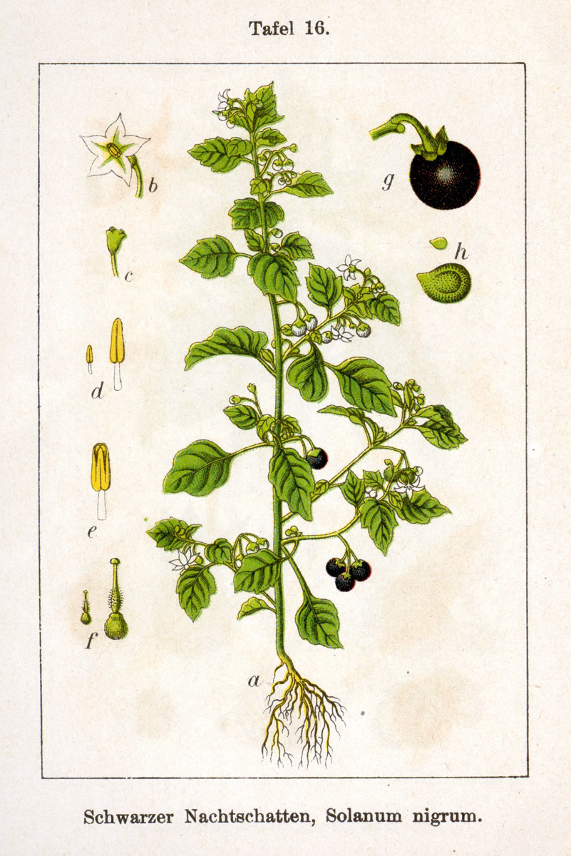 [Image: Solanum_nigrum_Sturm16.jpg]