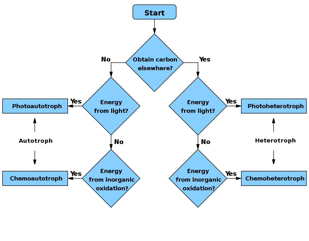 Light Reaction Flow Chart