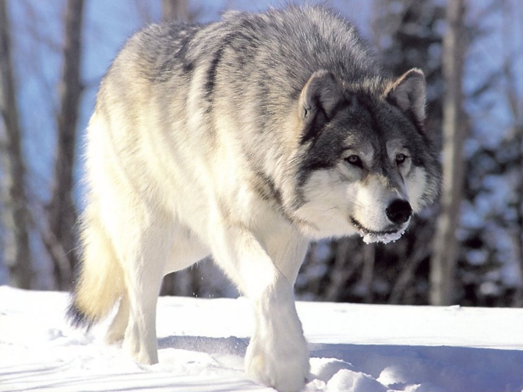 Photo of Gray Wolf, courtesy of Wikipedia Commons