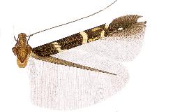 Cosmopterix nyctiphanes