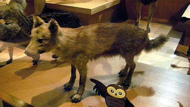 http://upload.wikimedia.org/wikipedia/commons/5/5a/Honshu-wolf.jpg