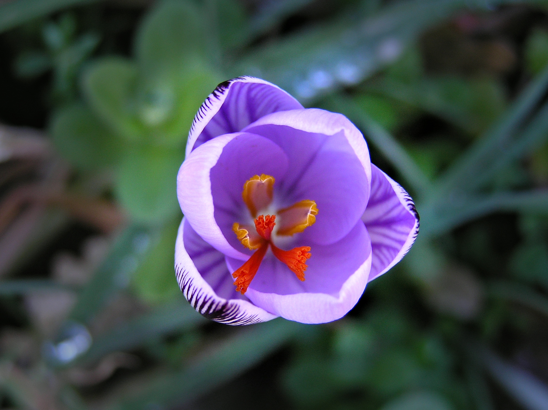 Lavatoggio-Crocus_corsicus.jpg