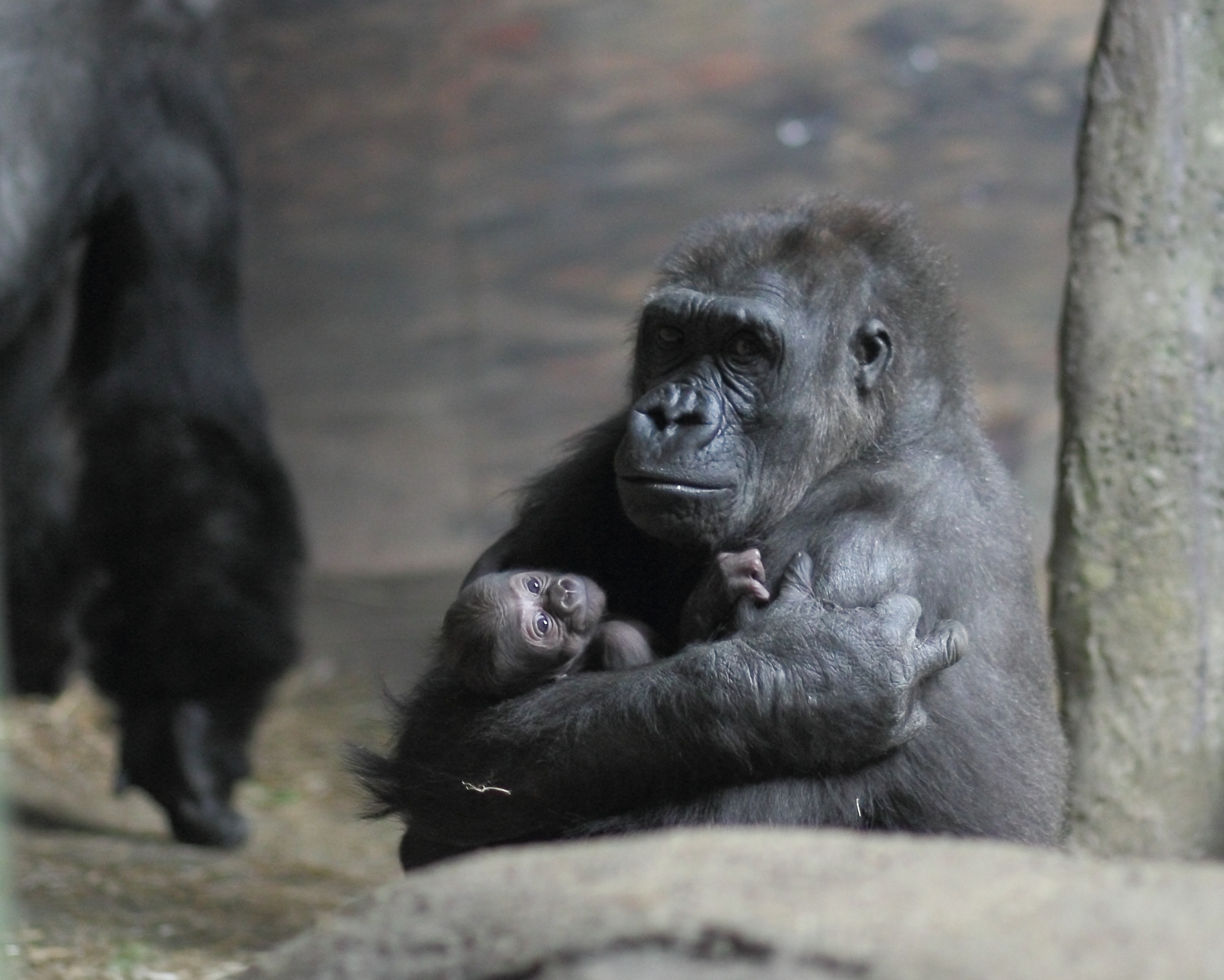 A Baby Gorilla