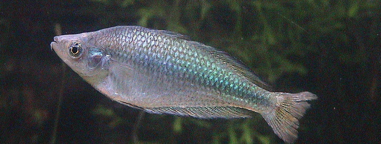 murray river fish