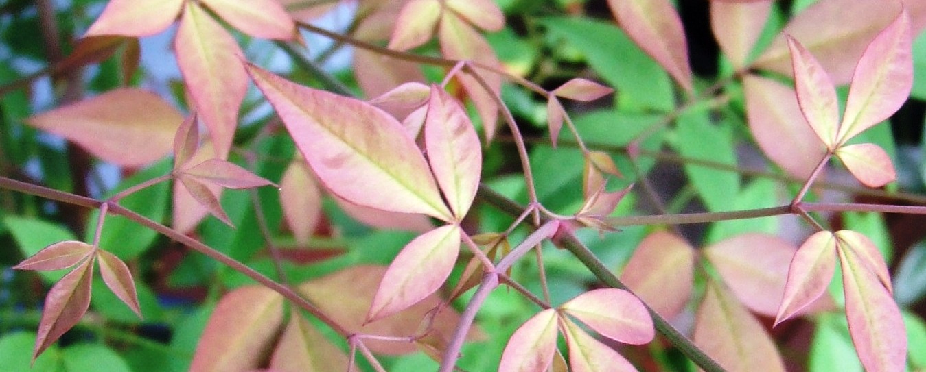 nandina bamboo