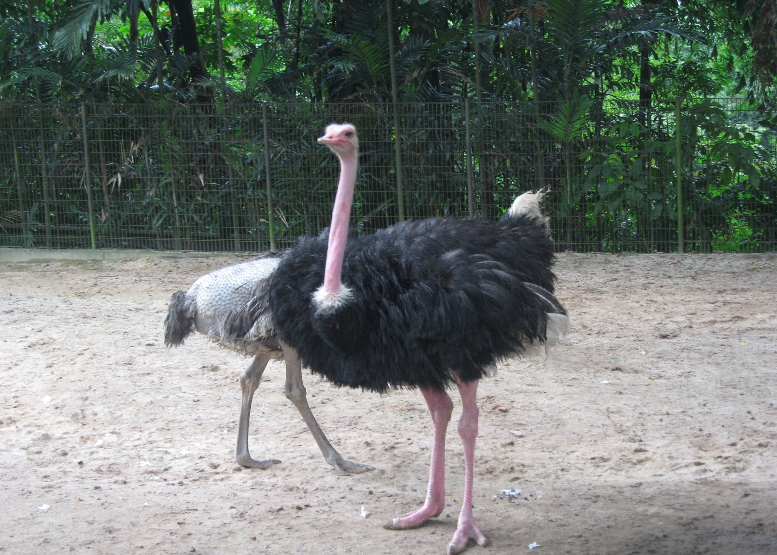 Ostrich