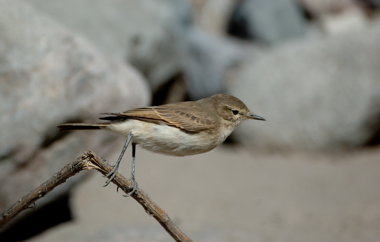 Perched_Spot-billed_Ground-tyrant_%28Muscisaxicola_maculirostris%29_side_view.jpg