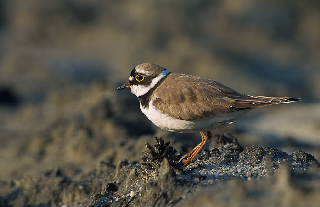 Ficheiro:Charadrius dubius 3 (Marek Szczepanek).jpg