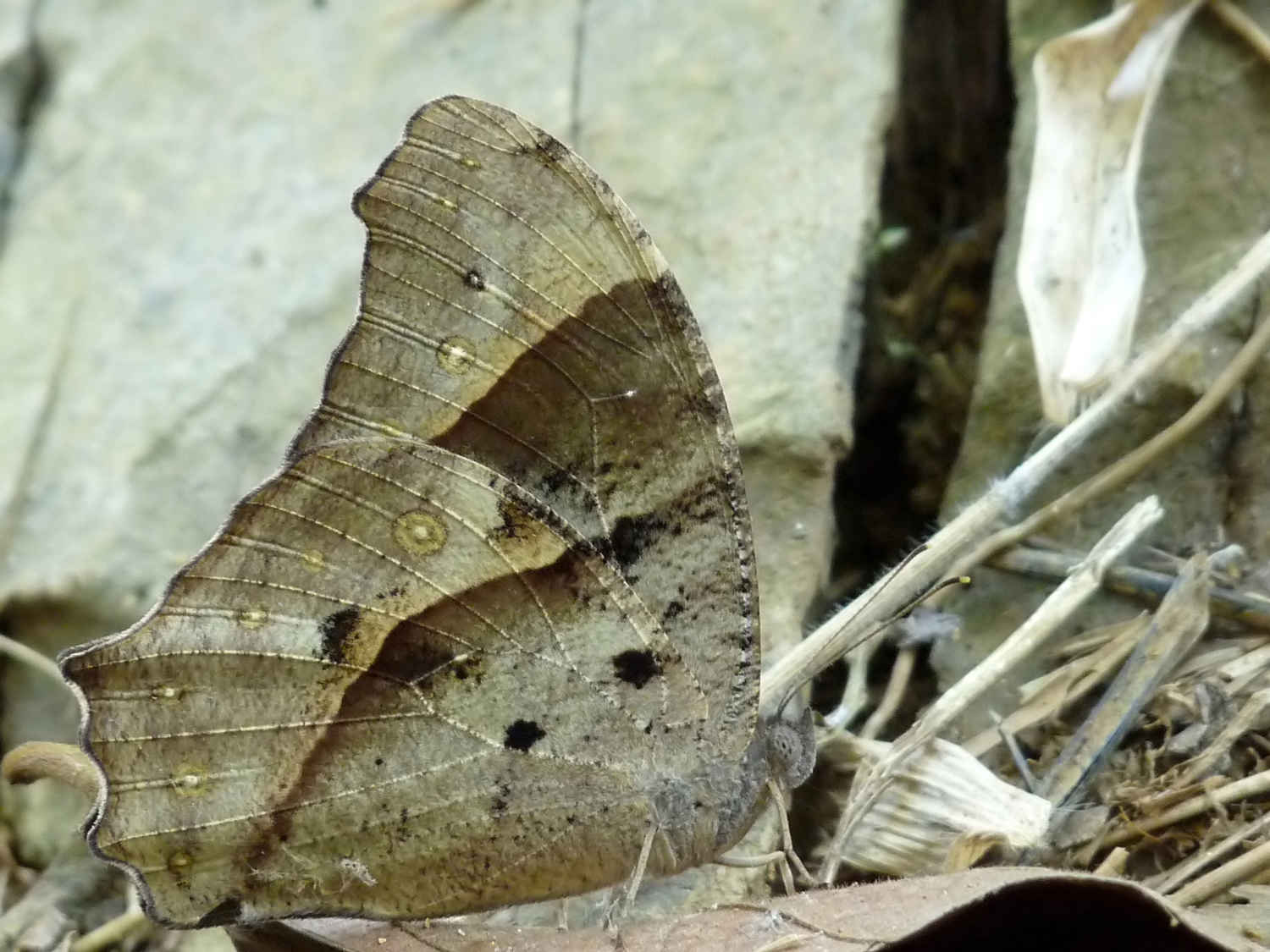 Common Evening Brown Butterfly (dry season form)