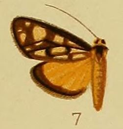 Loxostege flavinigralis